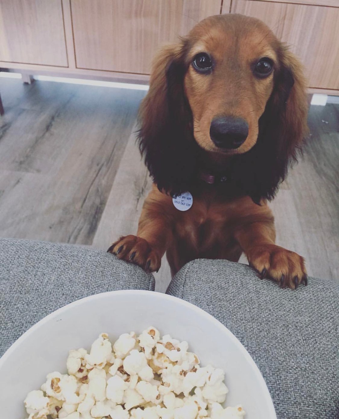 My dog will only eat human food 9 Frequently Asked Questions