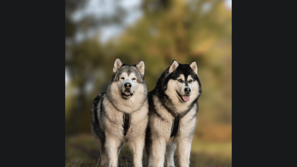 Alaskan Malamute