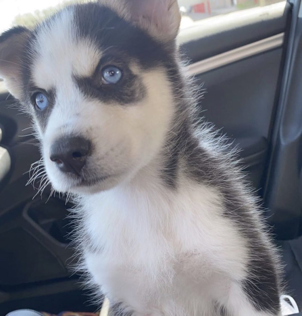 Alaskan Malamute puppy