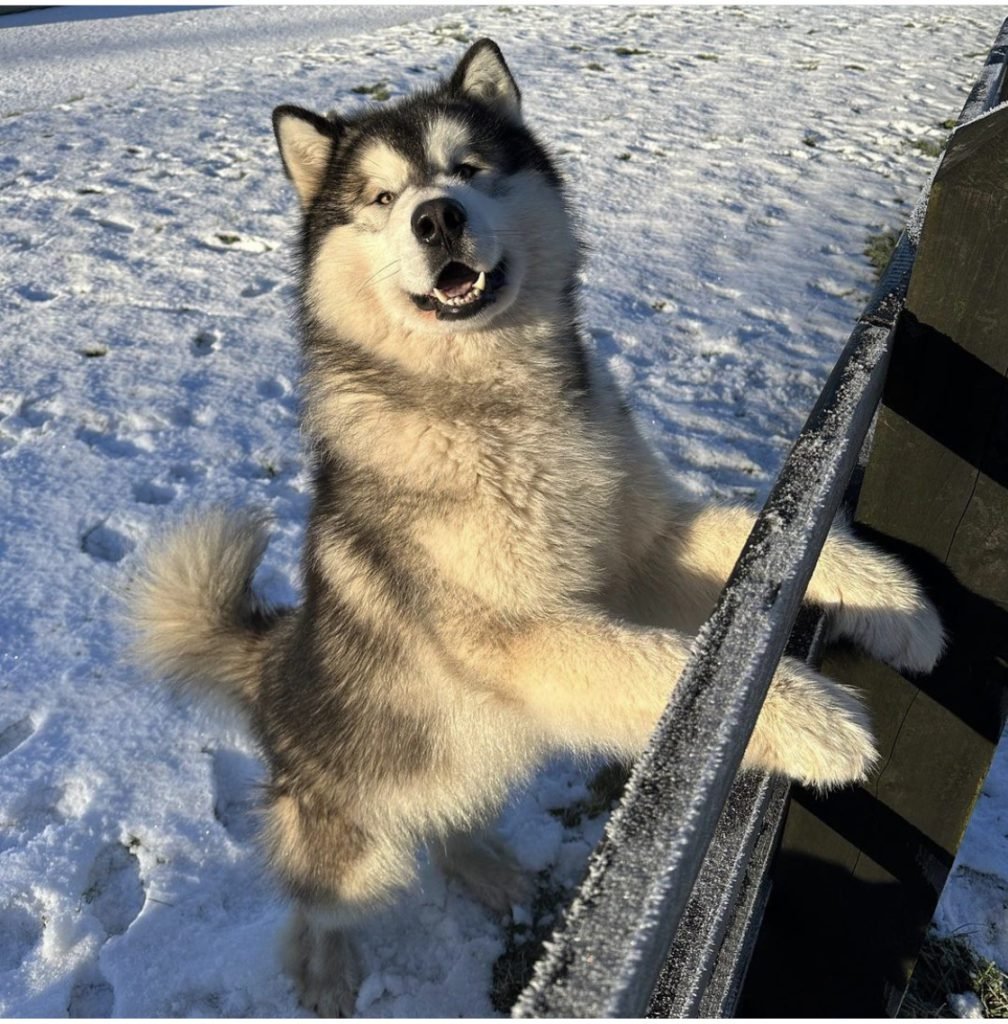 Alaskan Malamute standing