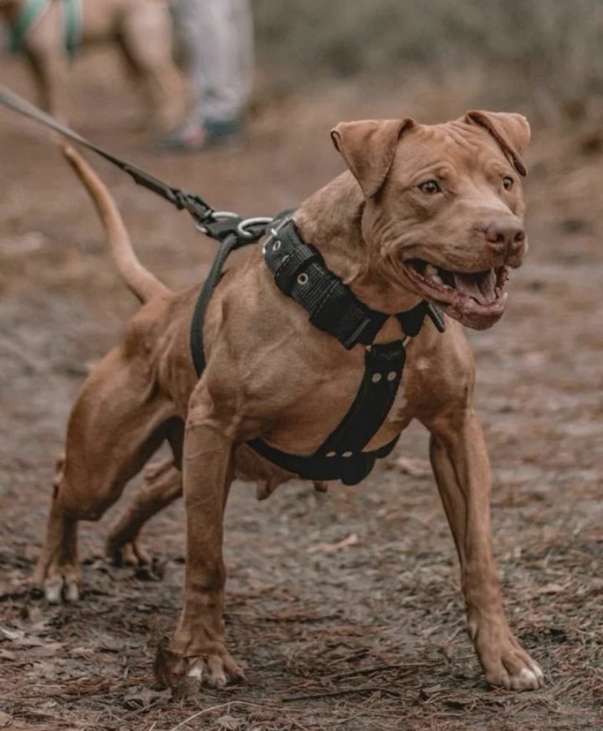 American Pit Bull Terrier