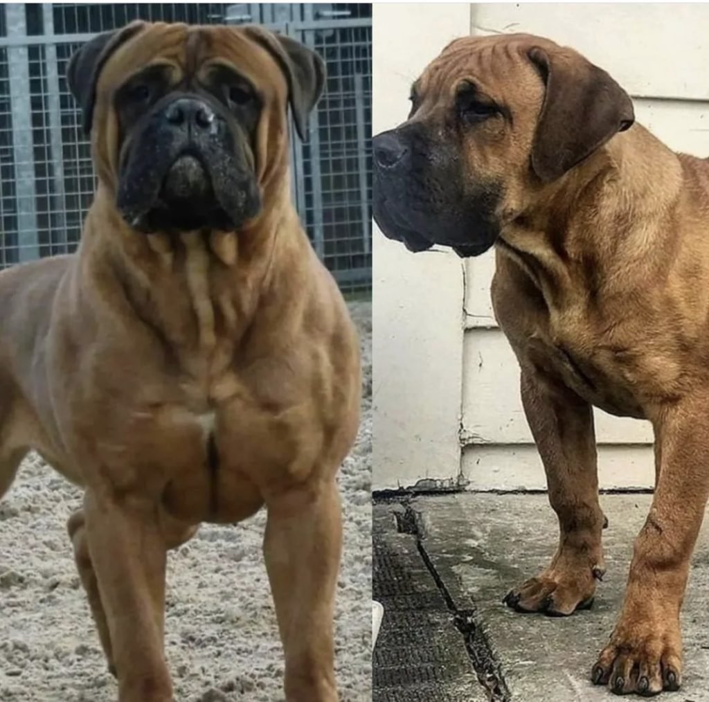 Bullmastiffs