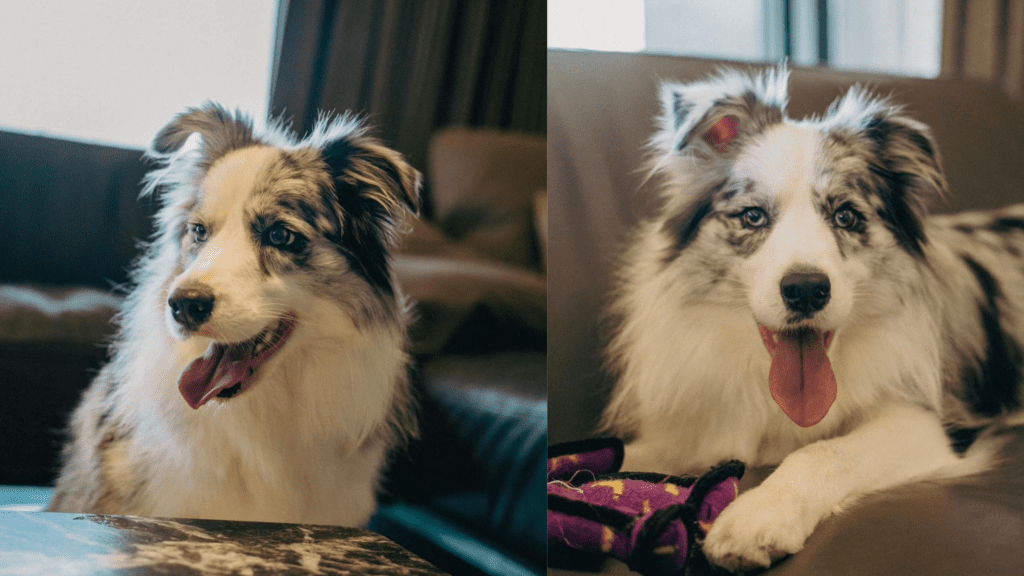 border collie blue merle