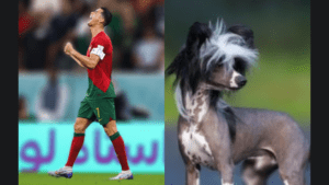 Cristiano Ronaldo dog