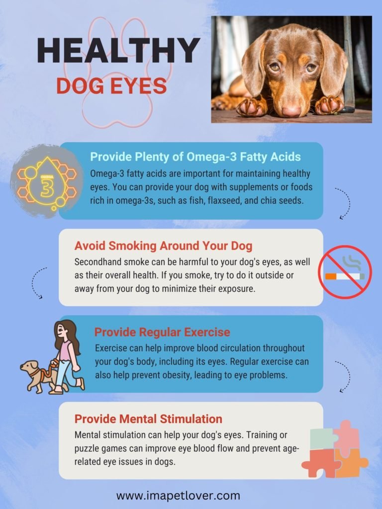 Dogs healthy eyes