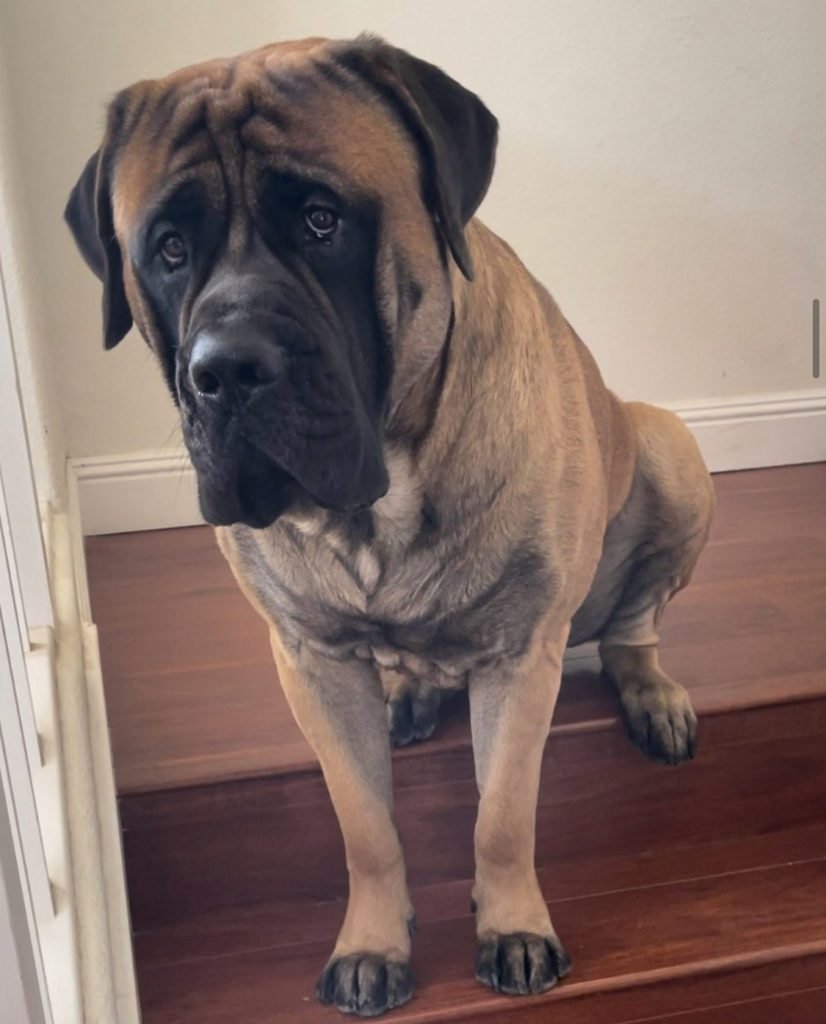 English Mastiff