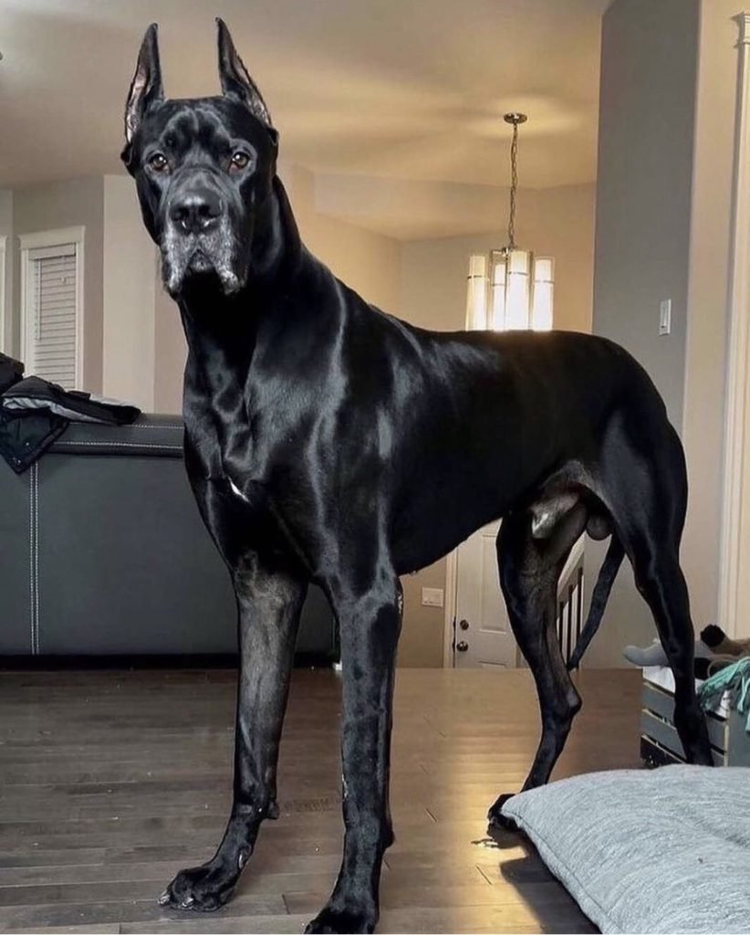 Great Dane