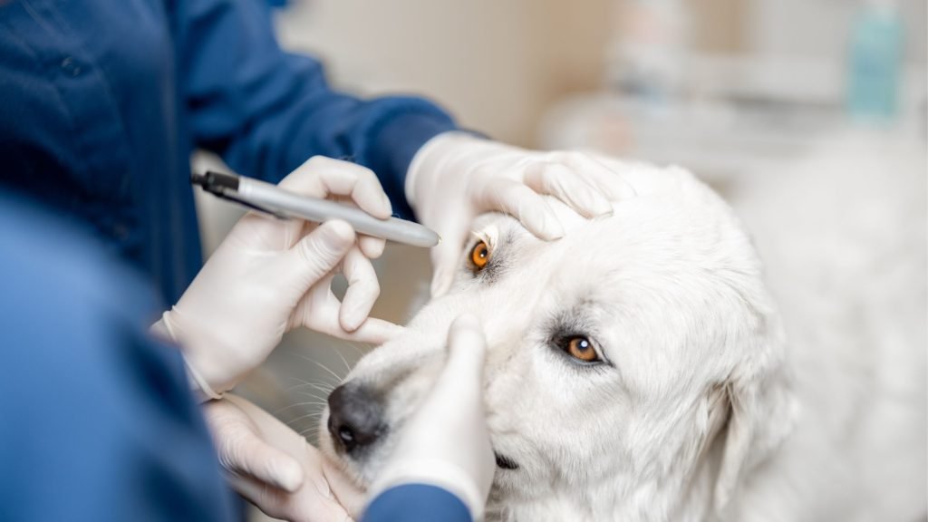 Maintaining healthy dog eyes is crucial for their well-being and quality of life. As a pet owner, it's critical to be proactive in keeping your dog's eyes healthy and addressing any issues that may arise. This post will explore common eye problems in dogs, their symptoms, and how to prevent and treat them.