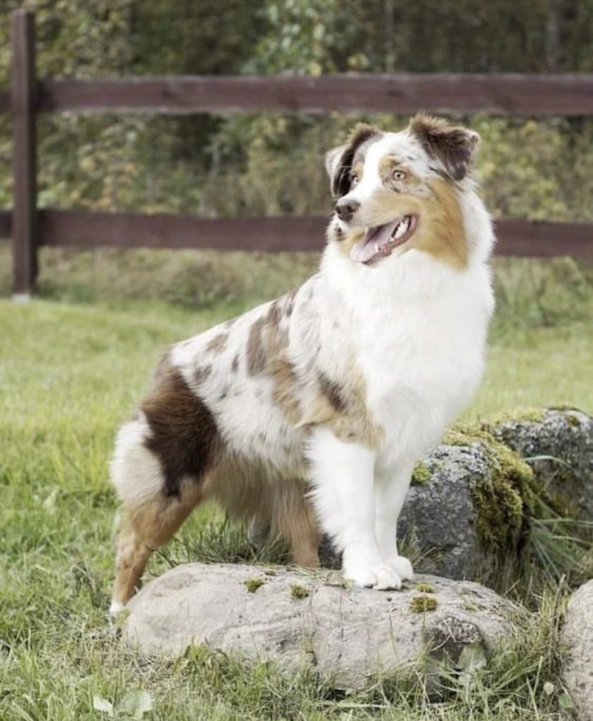 Husky Australian Shepherd Mix