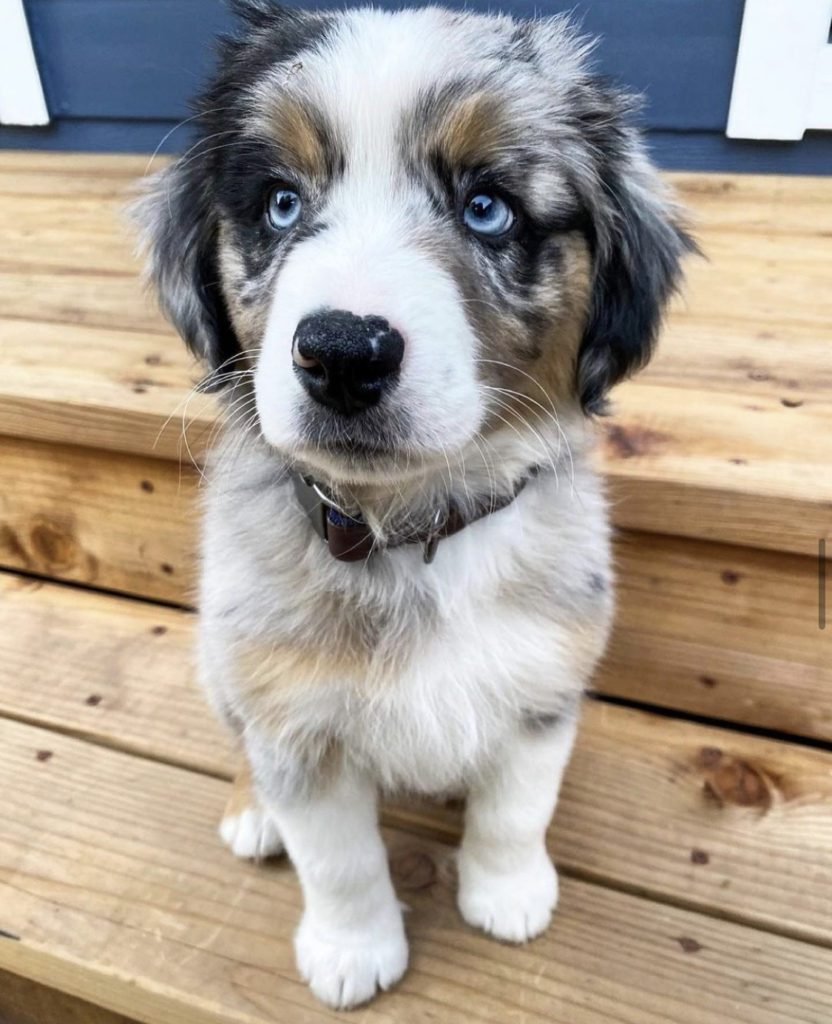 Husky Australian Shepherd Mix bzby