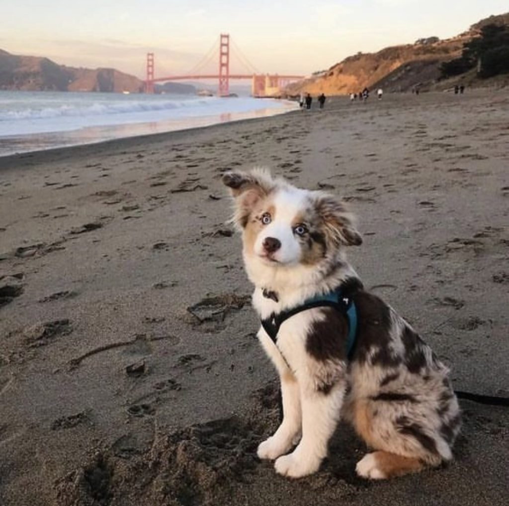 Husky Australian Shepherd Mix puppy