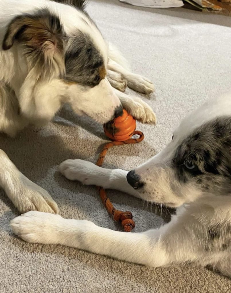 Border Collie Blue Merle