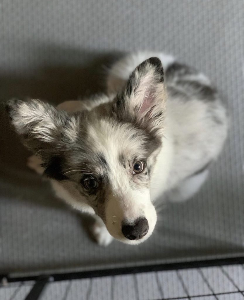 Should I buy a Border Collie Blue Merle?