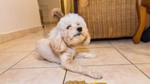 Indigestion in Dogs: Is your dog's stomach making them miserable?