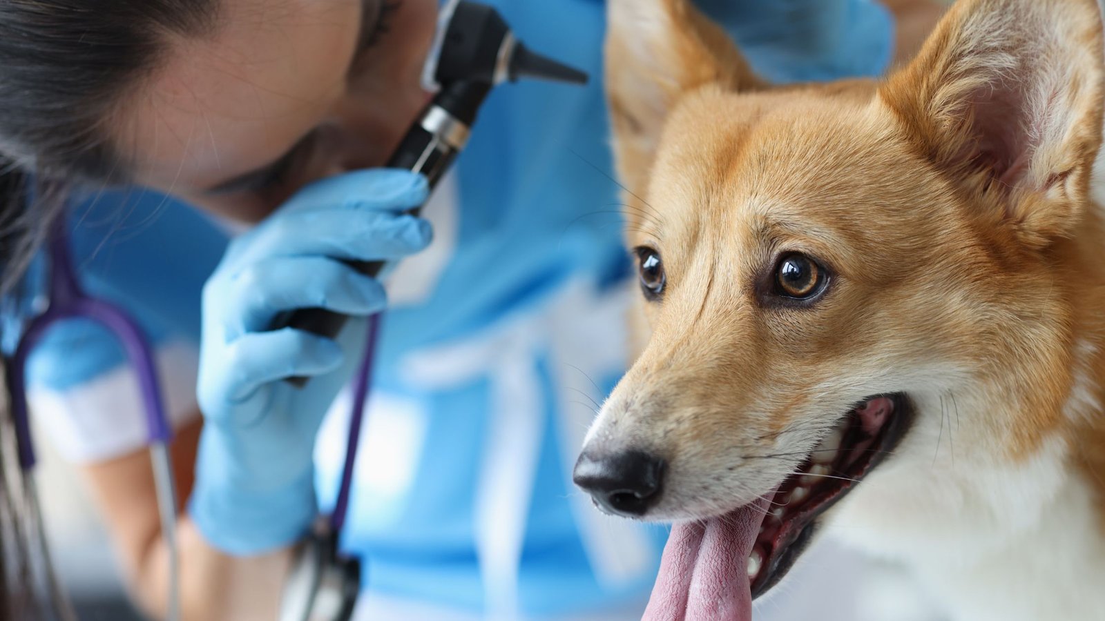 Leishmaniasis in Dogs: Symptoms, Treatment, and Prevention