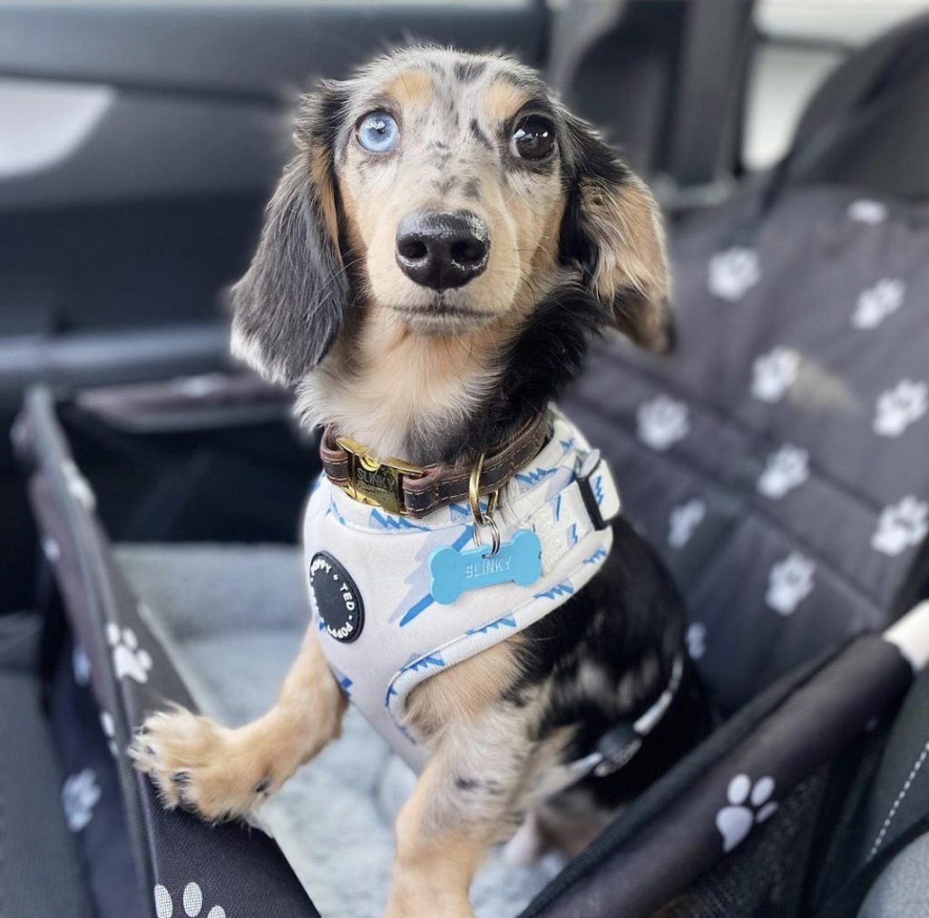 Long-Haired Merle Dachshund