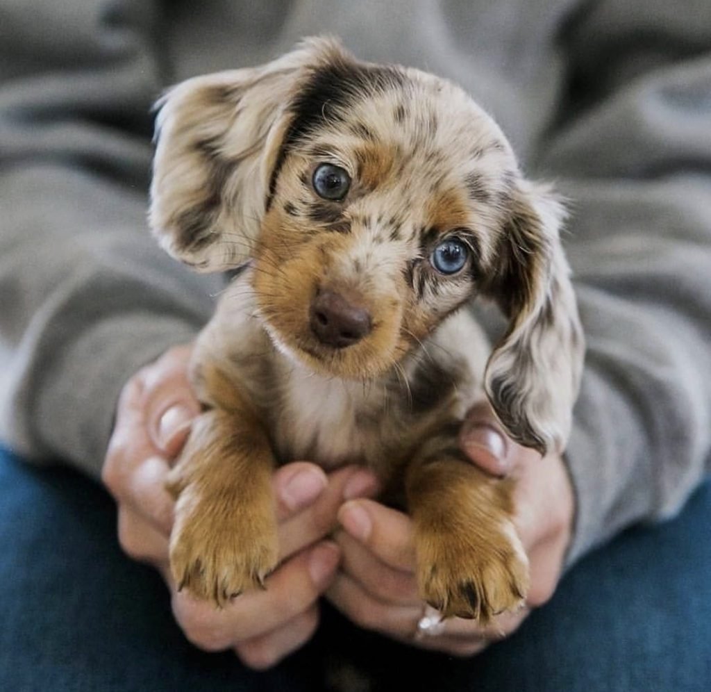 Long-Haired Merle Dachshund babie