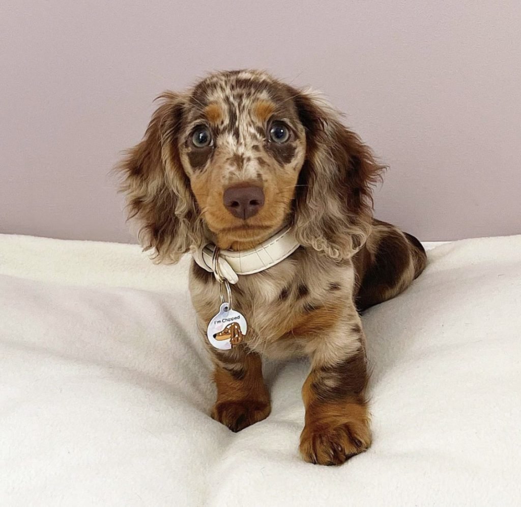 Long-Haired Merle Dachshund puppy