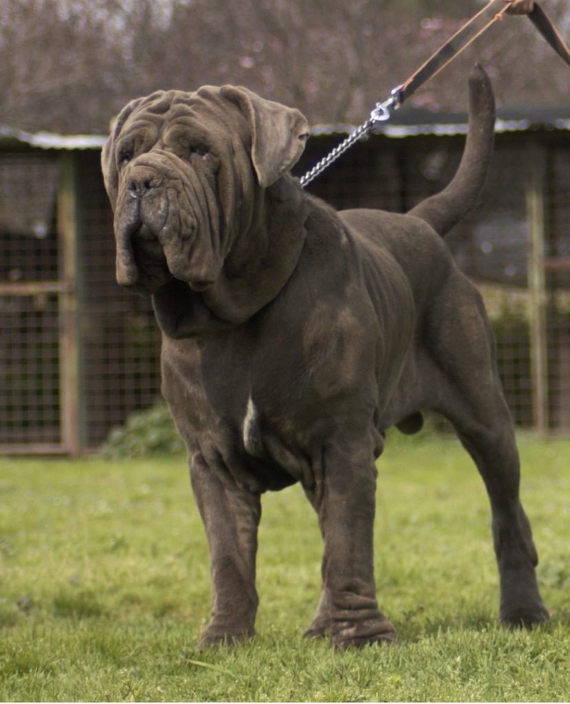 Neapolitan Mastiff