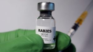 Rabies in dogs: The Silent Killer, Learn how to protect your best friend