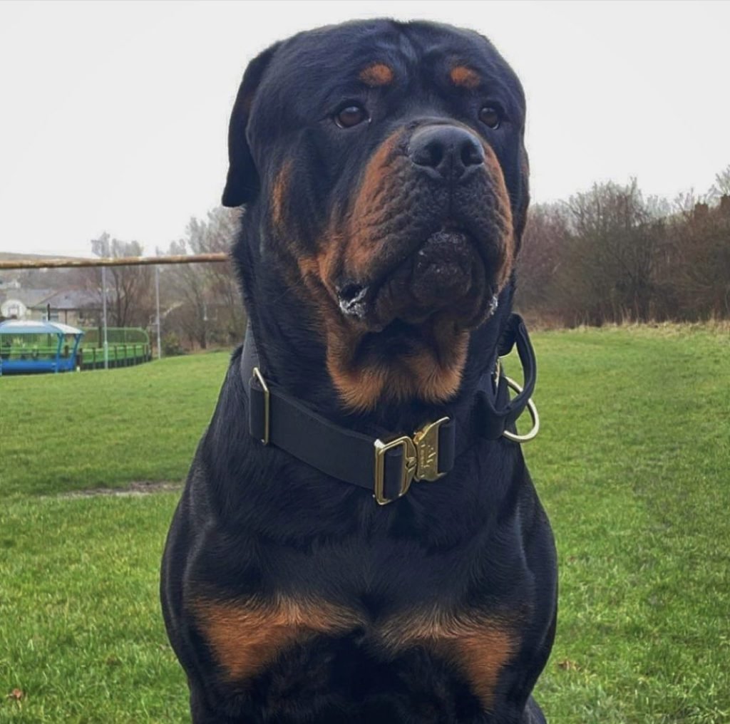 Rottweilers