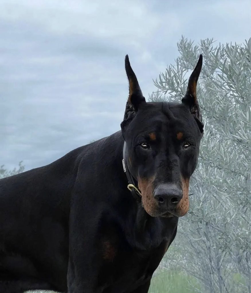 Doberman Pinscher