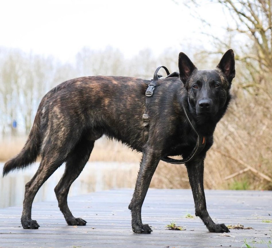 Dutch Shepherd