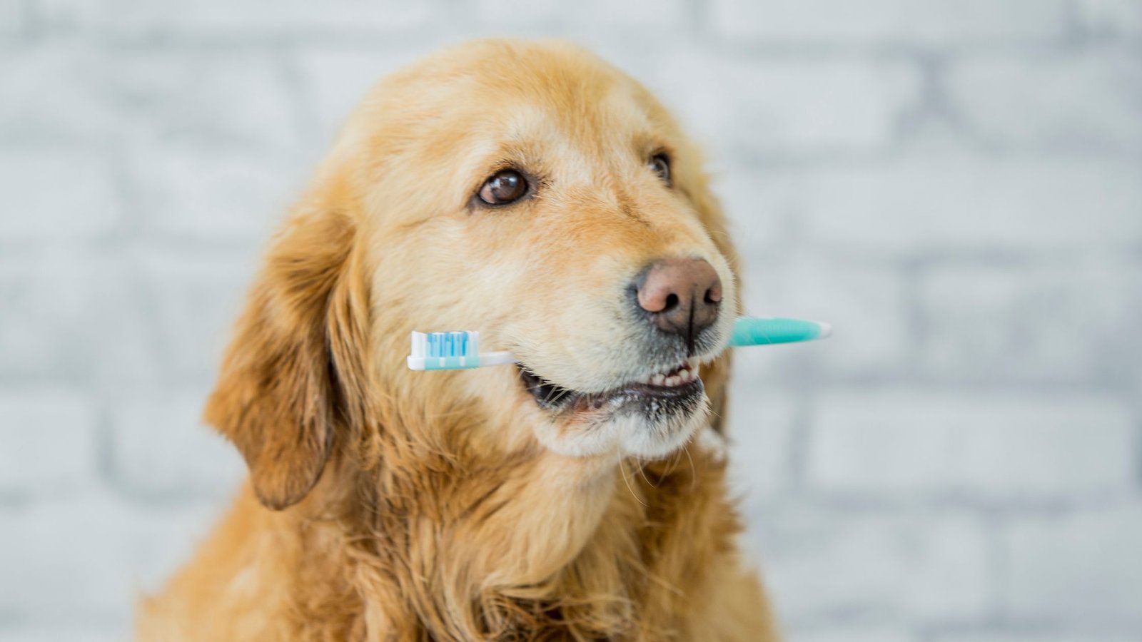 Don't Ignore Your Dog's Dental Health