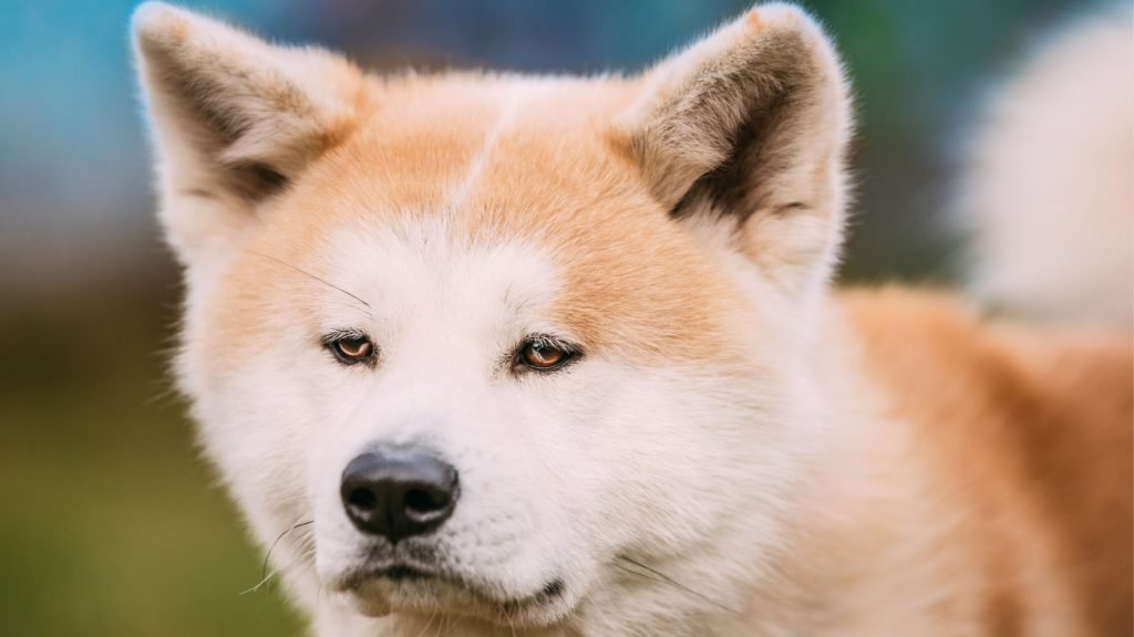 Japanese Dogs Breeds