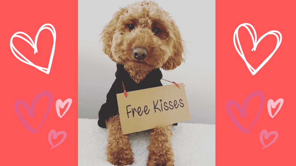 Things to do with your dog on valentine's day