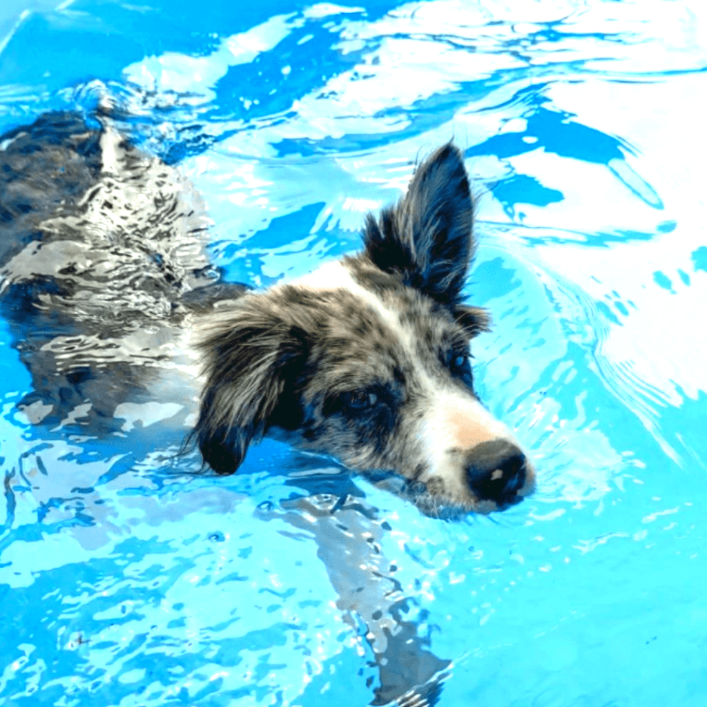 Border Collie Blue Merle Temperament and Characteristics