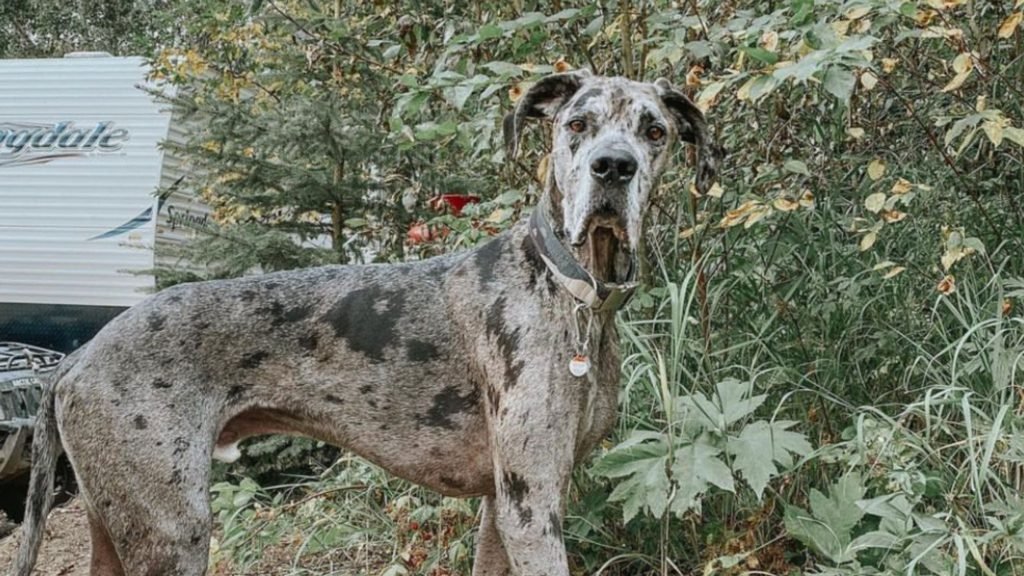 Most common health problems of the Merle Great Dane