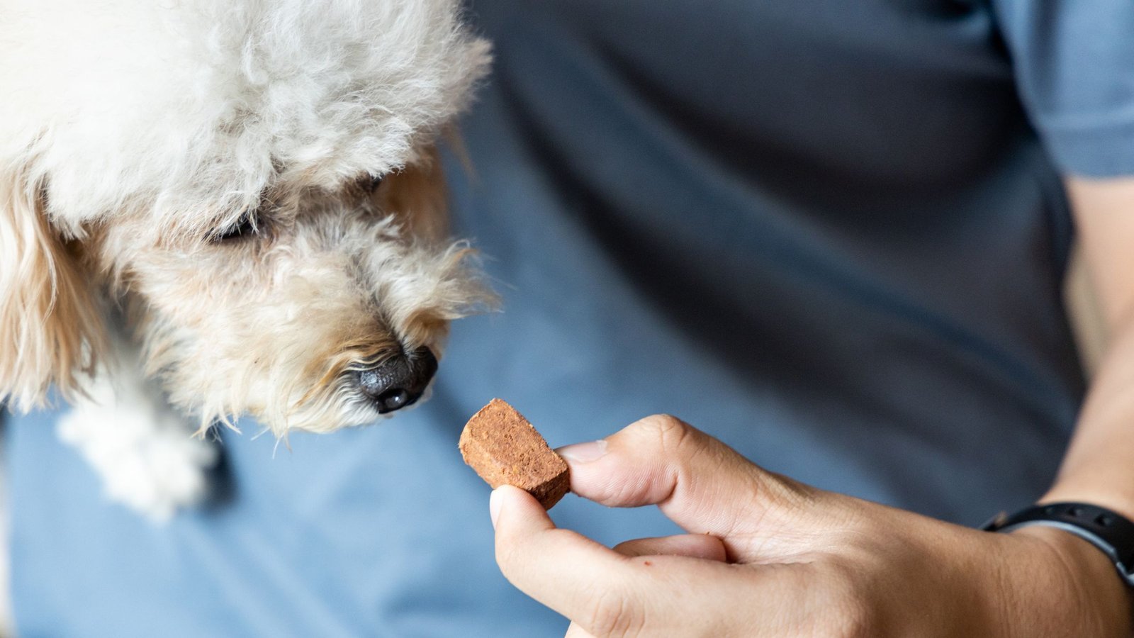 Deworming your dogs