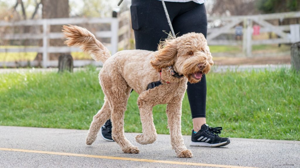 disinfect your dog after a walk