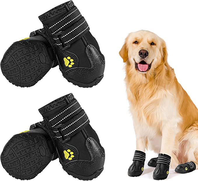 disinfect your dog after walk boots