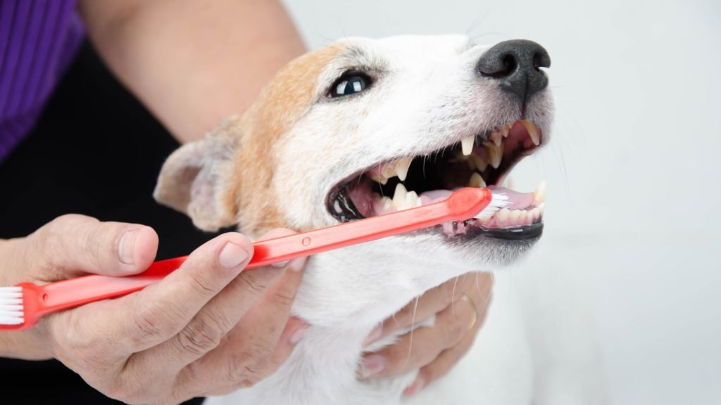 dogs dental health article