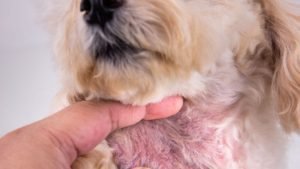 Expert Tips for Preventing and Treating Dogs Irritated Skin