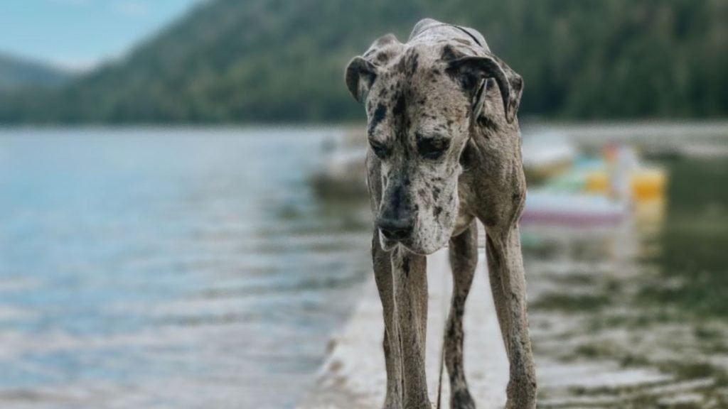 Merle Great Dane