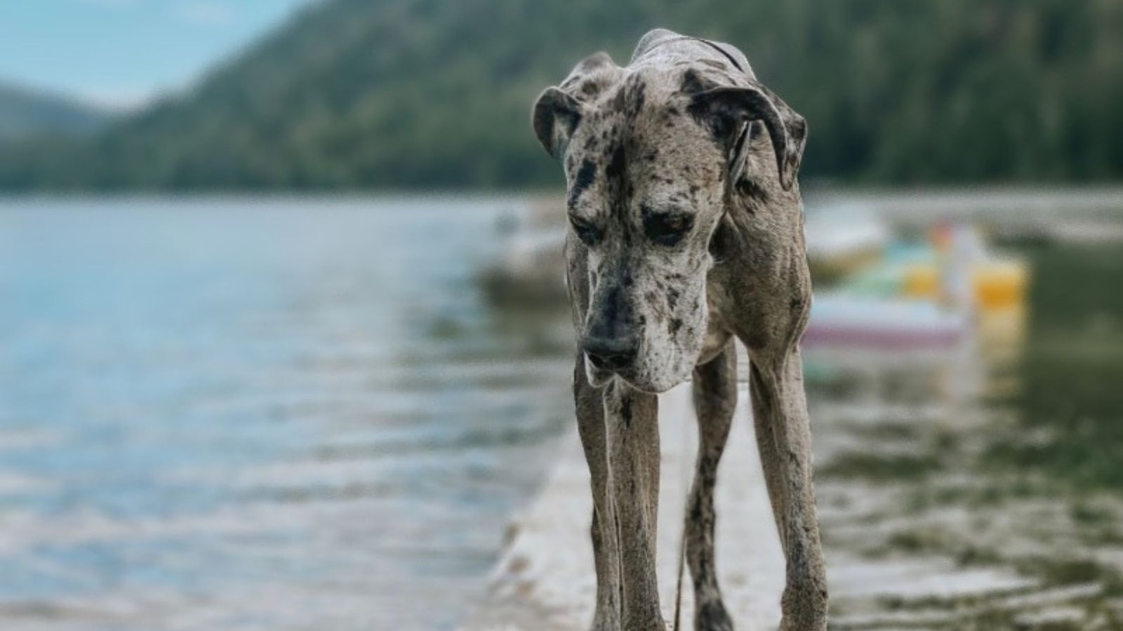 are all white great danes deaf and blind