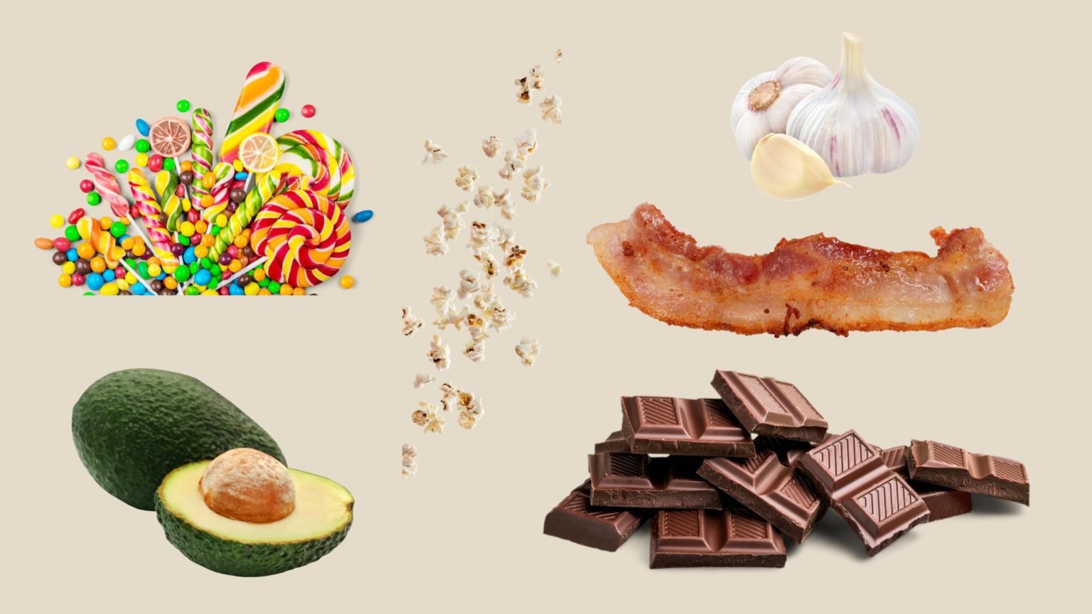 10 foods dogs should not eat Don't put in risk your dog's health