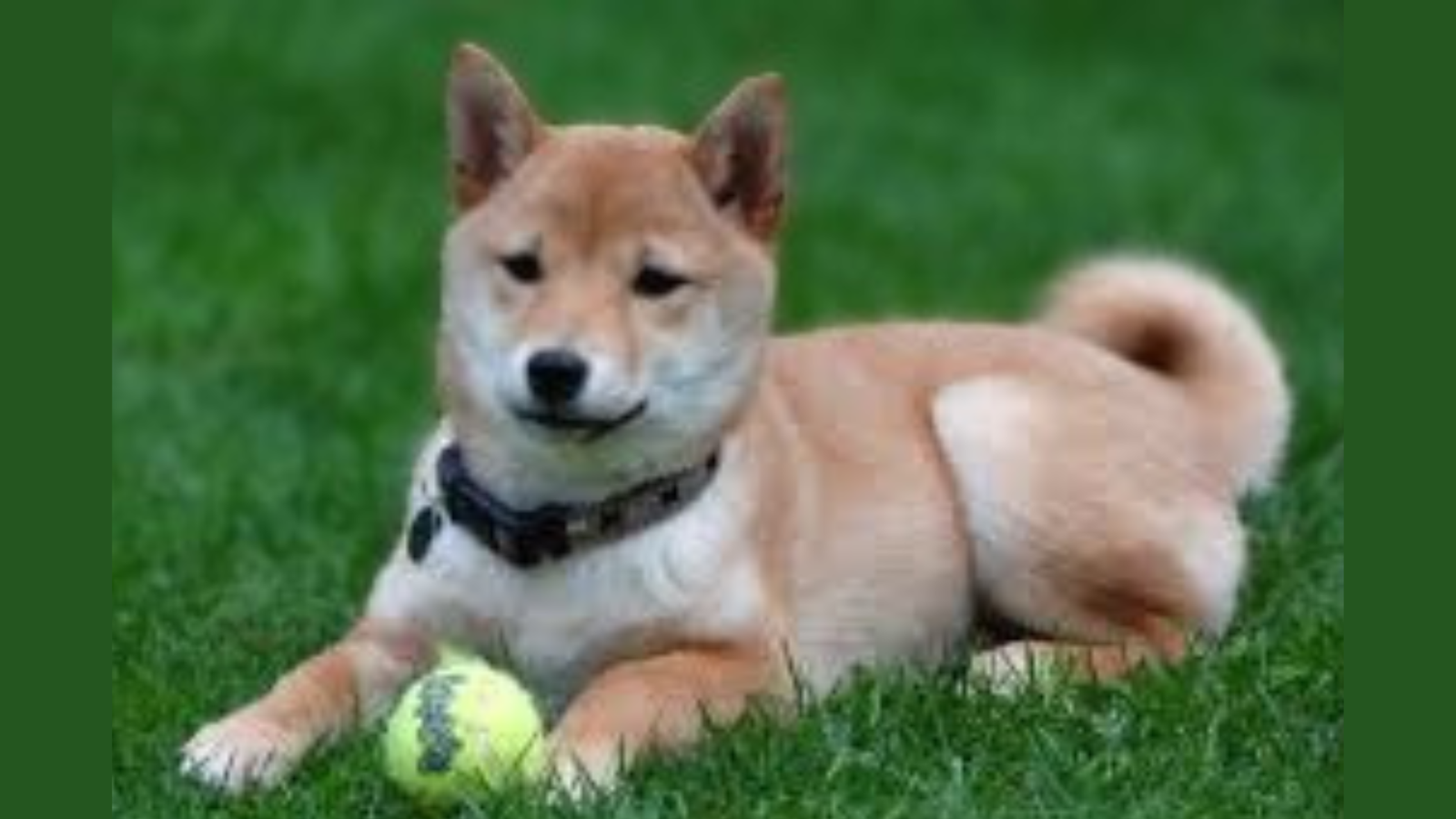 Japanese dogs breeds