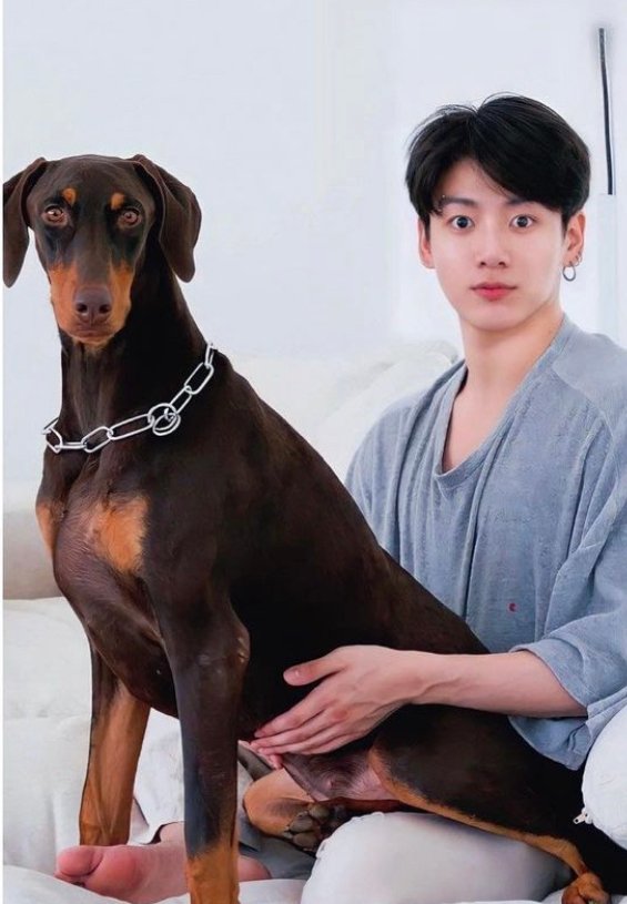 Jungkook Dog Price