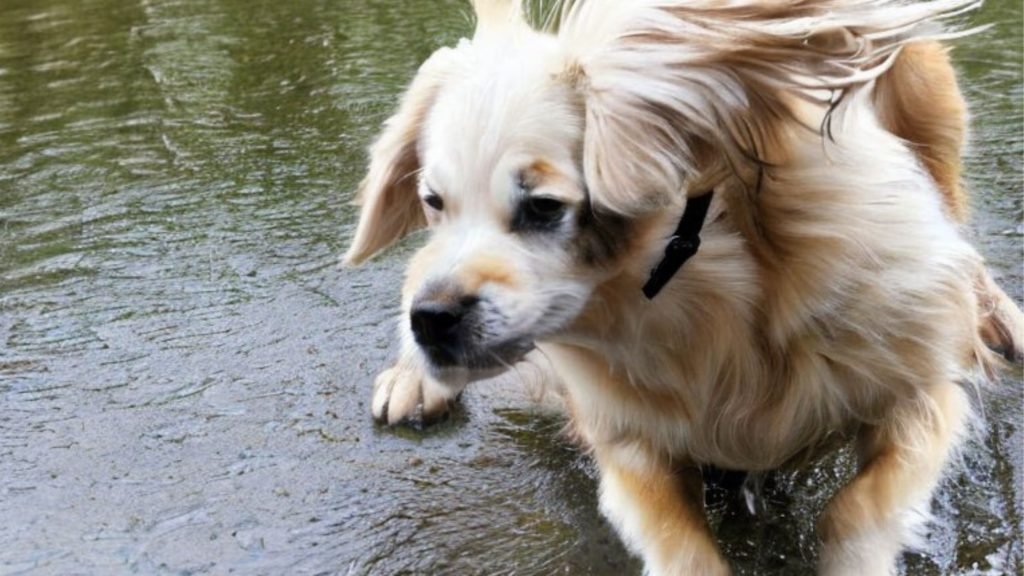 Leptospirosis in dogs: How to protect your dog against this disease