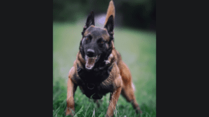top 10 police dogs