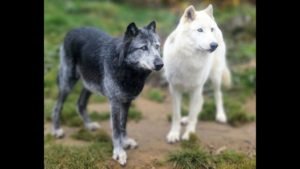wolf dogs breeds