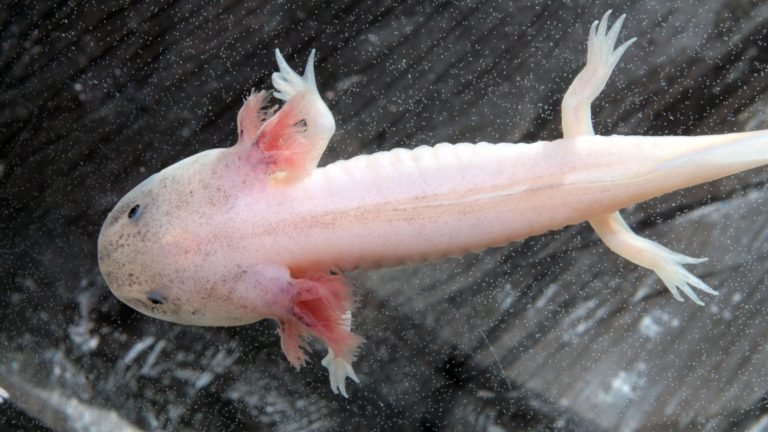Axolotl Melanoid: Understanding the Unique Coloration of the Axolotl