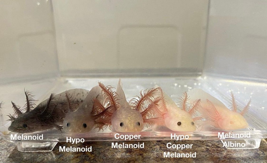 Axolotl Melanoid Understanding the Unique Coloration of the Axolotl