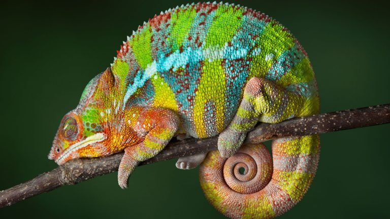 Discover the Different Types of Chameleons as Pets: A Complete Guide
