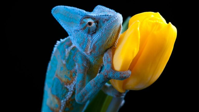 20 Chameleon Facts: Exploring the Enthralling Chameleon World