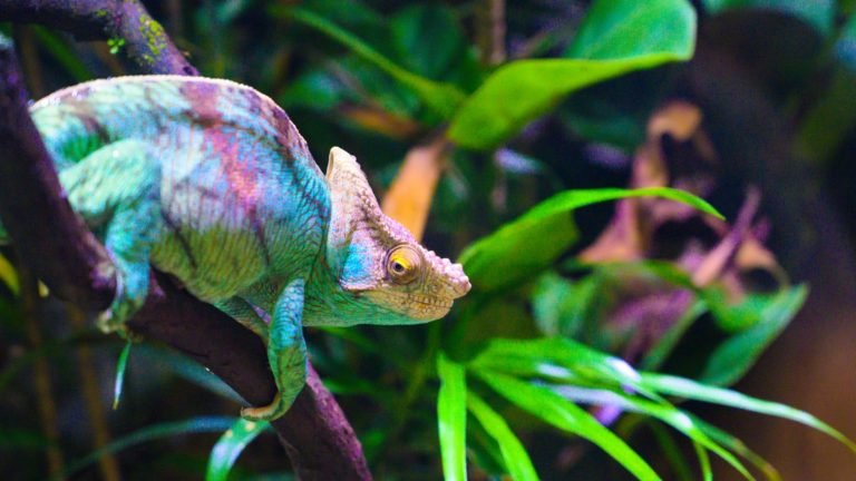 Everything You Need To Know About Creating the Perfect Chameleon Habitat
